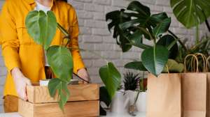 Moving with Your Green Companions: A Guide to Relocating Plants Moving with Your Green Companions: A Guide to Relocating Plants